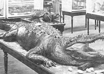 8-foot alligator 042524
