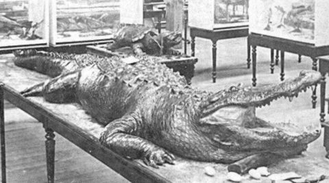 Florida man runs over 11-foot alligator with his truck for one shocking