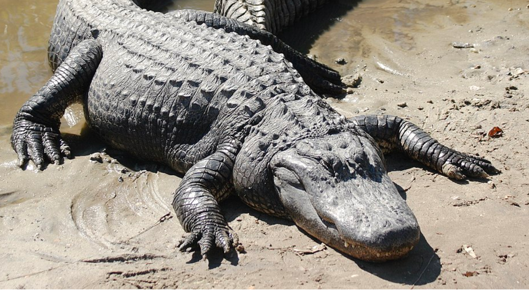 One Florida man almost lost his prized possession during this wild fight with a nine-foot alligator