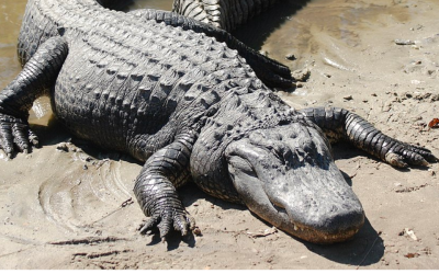 One Florida man almost lost his prized possession during this wild fight with a nine-foot alligator
