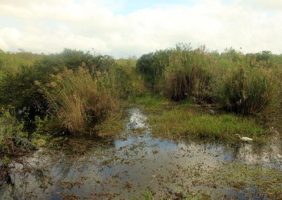 Gfp-florida-everglades-national-park-pond-with-wildlife
