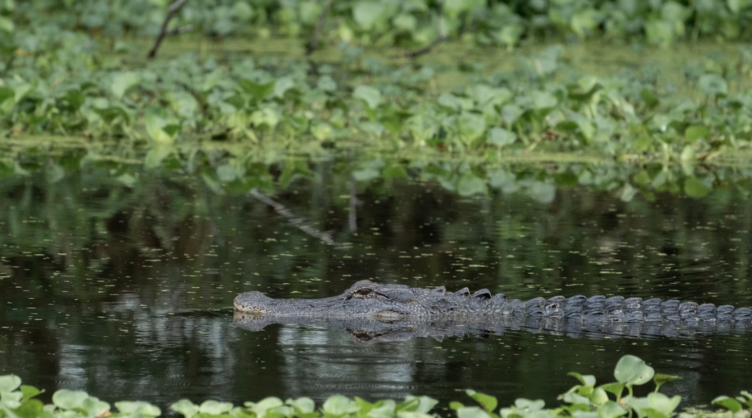 A barefoot Florida man stopped an eight-foot alligator from ruining this woman’s Easter dinner