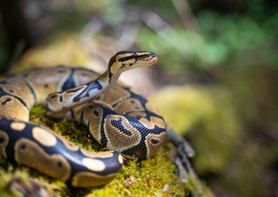 The,Royal,Python,Looks,Up,Close-up.,Reptile,In,The,Terrarium.