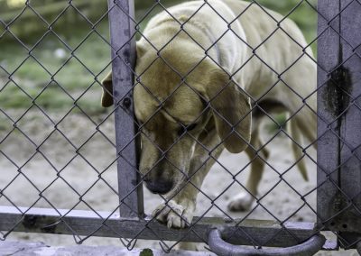 Dog,In,Enclosed,Kennel,,Abandoned,Animals,,Abuse