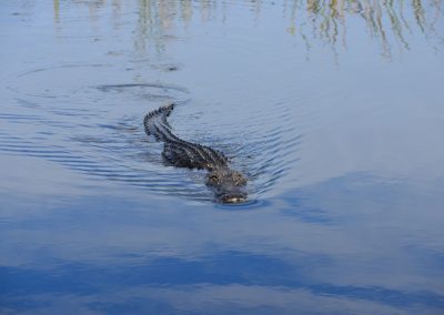 A,Closeup,Of,An,Alligator,Swimming,In,A,Swamp,In