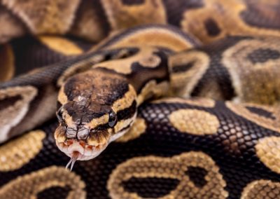 Snake,Boa,Constrictor,Close-up,On,A,White,Background.,Snake,Skin.