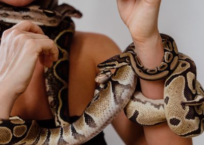 Woman,With,Python,Snakes,Elegantly,Slithering,Over,Her,Arm.
