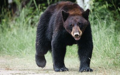 This Florida homeowner made one split-second decision after a bear cornered his family that saved their lives