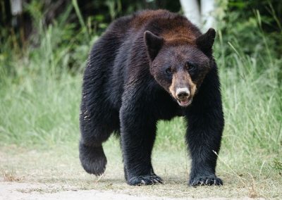 A,Closeup,Shot,Of,A,Californian,Black,Bear,Running,On