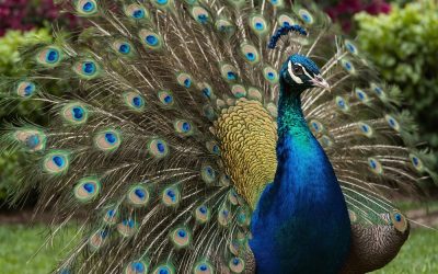 A Florida man turned on his pet peacocks after his neighbor made one move that sent him over the edge