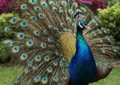 A Florida man turned on his pet peacocks after his neighbor made one move that sent him over the edge A,Brightly,Colored,Peacock,Is,A,Stunning,Bird,Known,For