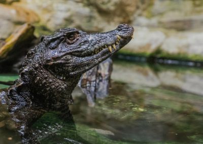 Caiman,In,The,Water.,The,Yacare,Caiman,Caiman,Yacare,Also