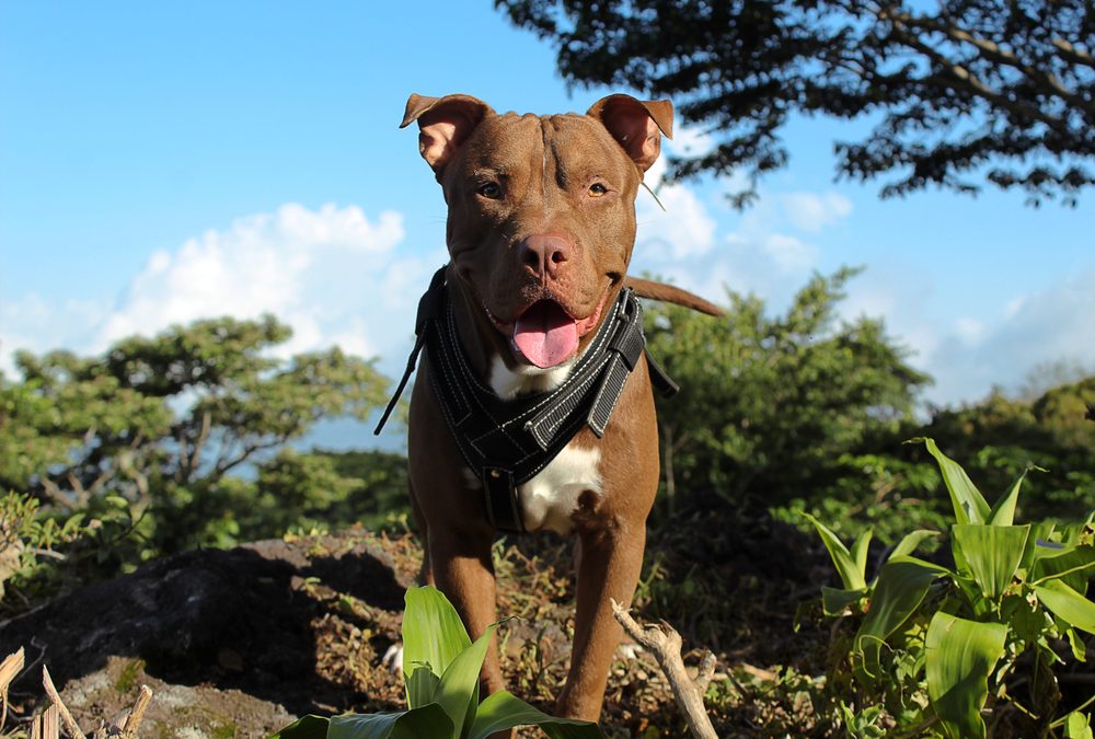 70-year-old grandmother used one desperate move to save her dog that left bystanders stunned