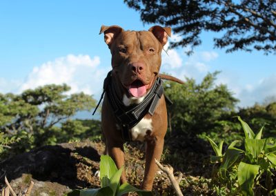 70-year-old grandmother used one desperate move to save her dog that left bystanders stunned Amazing,Photo,Of,A,Brown,Dog,Posing,Attractively,On,A
