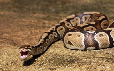 DeSantis just pulled off one move that tripled python removals and has environmentalists stunned