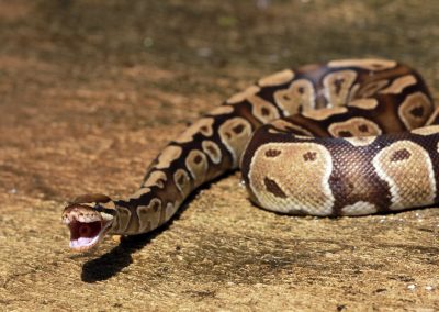 Reticulated,Pythons,,The,Longest,Snake,Species,In,The,World,,Have