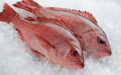 Ron DeSantis dropped one announcement that gave Florida fishermen an early Christmas present