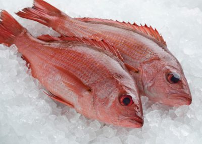 Two,Fresh,Raw,Northern,Red,Snappers,On,Ice