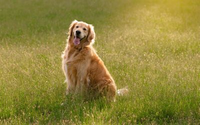 Ron DeSantis just blindsided Florida puppy mills with one move they never saw coming