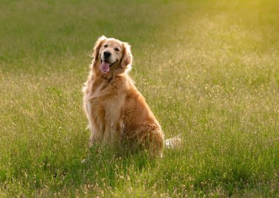 Golden,Retriever,Sitting,Happily,In,A,Lush,,Green,Field,With