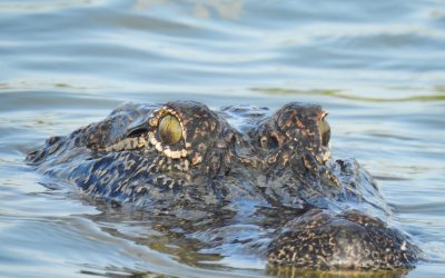Ron DeSantis just shut down five Democrat lawmakers who thought they could walk into Alligator Alcatraz unannounced