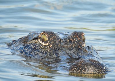 Ron DeSantis just shut down five Democrat lawmakers who thought they could walk into Alligator Alcatraz unannounced American,Alligator,(alligator,Mississippiensis),In,Water.