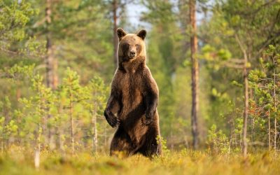 The Sierra Club just handed Ron DeSantis one nasty ultimatum over Florida bear hunt
