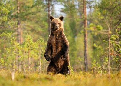 The Sierra Club just handed Ron DeSantis one nasty ultimatum over Florida bear hunt 7 – Editor 2