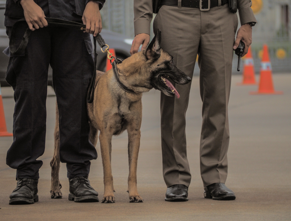 Dog,Military,Working,,Police,Officer,With,Service,Dog.