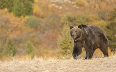 A Florida judge just cleared the way for hunters to finally do what government bureaucrats can’t