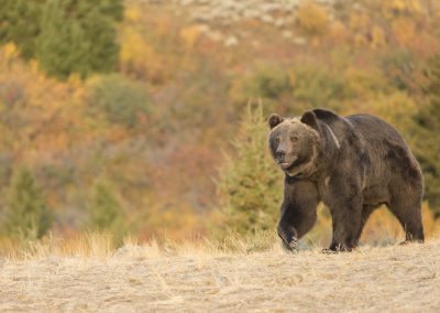 North,American,Grizzly,Bear,At,Sunrise,In,Western,Usa