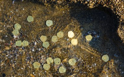 Treasure hunters just pulled $1 million from Florida’s ocean floor and what they found changes everything