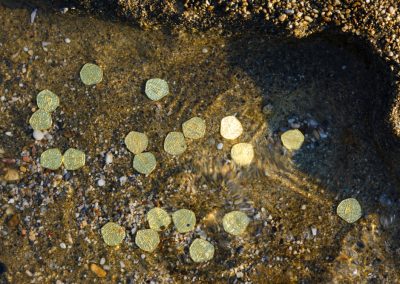 Treasure,With,Golden,Coins,By,The,Sea.,Discovery,,Treasure,Hunting,