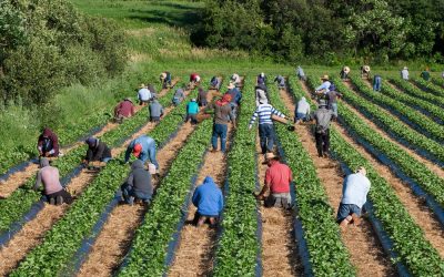 Florida’s Chief Financial Officer just hit illegal alien employers with a nasty surprise