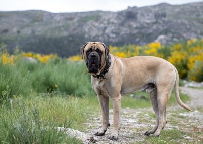 English,Mastiff,Portrait,Isolated,Outdoor,In,The,Green,Field