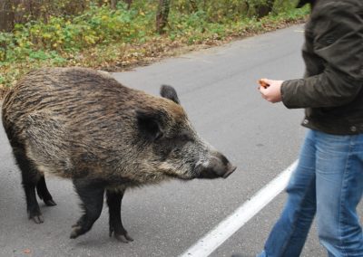 Man,Feeding,Wild,Boars,,Forest,,Interaction,With,Wild,Animals,,Nature,