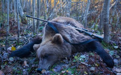 The results of Florida’s bear hunt exposed these animal rights groups’ sabotage scheme