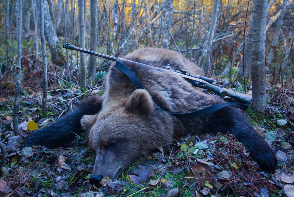 The results of Florida’s bear hunt exposed these animal rights groups’ sabotage scheme