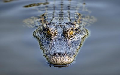 A Florida judge just delivered one brutal message that left Democrats fuming