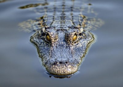 Close,Up,Photo,Of,A,Crocodile,Looking,Forward,From,The