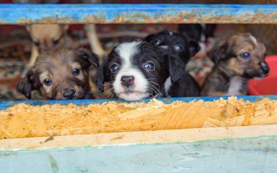 A judge just handed one Florida woman the surprise of a lifetime when deputies uncovered her dirty secret