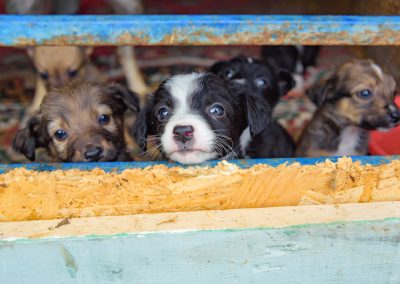 Stray,Puppies,In,A,Cage.,Dog,Shelter.,The,Animal,Is