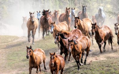 A Florida woman was trampled to death after she made one fatal mistake feeding her neighbor’s horses