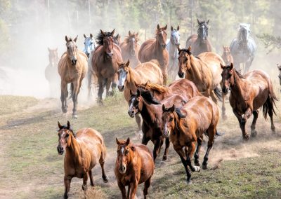 Stampeding,Horses,Running,In,Montana