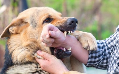 Seven Dogs Tore a Woman Apart Outside a Sex Offenders Home and Nobody Got Charged