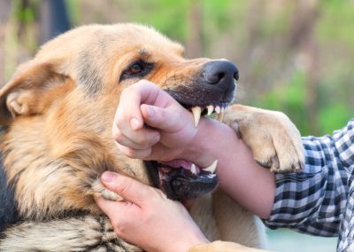 A,Male,German,Shepherd,Bites,A,Man,By,The,Hand.