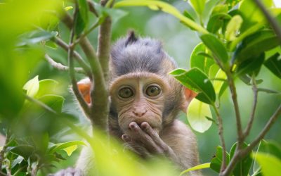 Trump’s Law Just Put a Miami Man Behind Bars for Running Baby Monkey Torture Groups