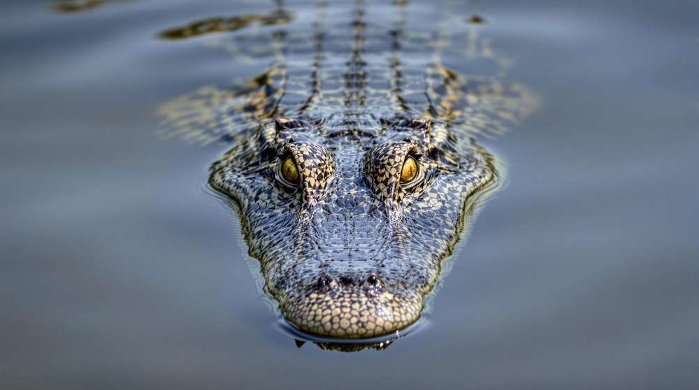 Close,Up,Photo,Of,A,Crocodile,Looking,Forward,From,The