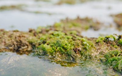 Florida Families Just Paid a Fortune for a Spring Break Vacation and Found This Seaweed Waiting on the Beach