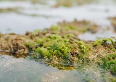 Beach,Rocks,Covered,With,Sea,Moss,In,A,Beach,In